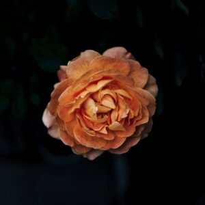 Les Journées de la Rose - PRO